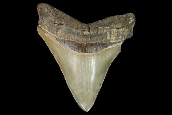 Serrated, Fossil Megalodon Tooth #124757